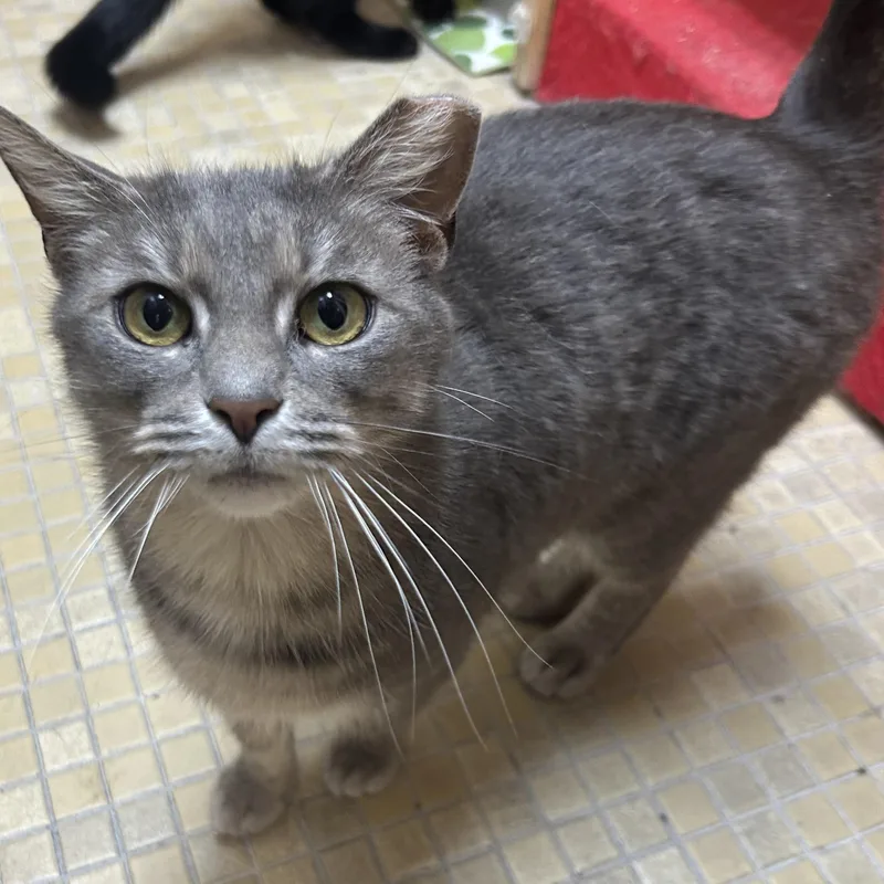 Leona From Whitehall thumbnail 6