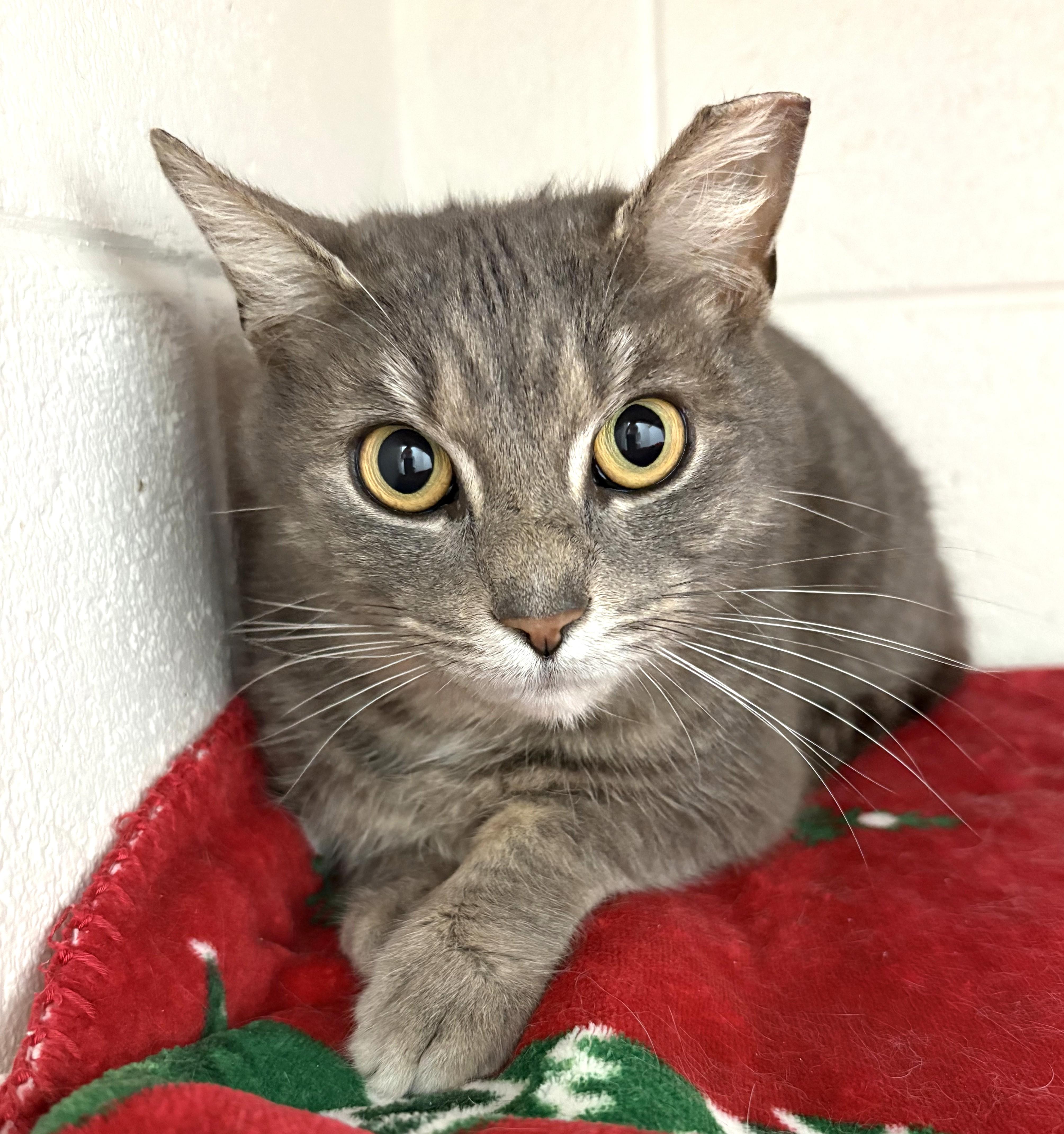 A young medium-sized female Gray / Blue / Silver Domestic Short Hair cat named Leona From Whitehall for adoption in Columbus, OH