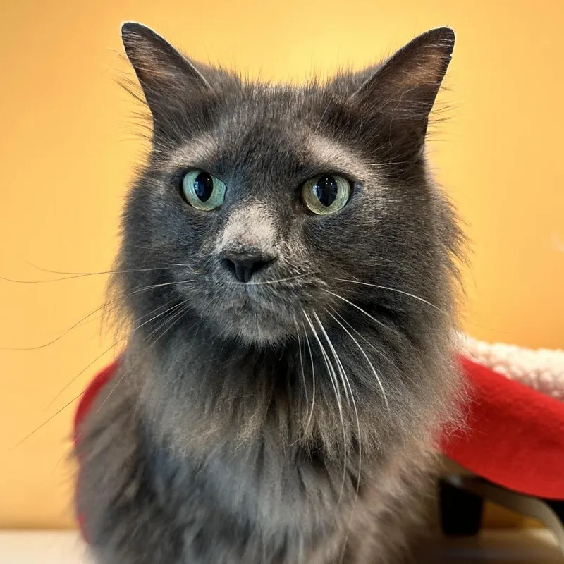 Mr. Floof