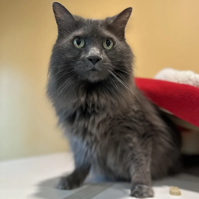 Mr. Floof thumbnail 2