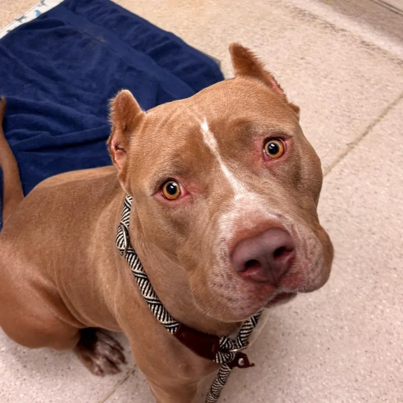 An adult large-sized female Mixed Breed dog named Lolo for adoption in Murray, UT