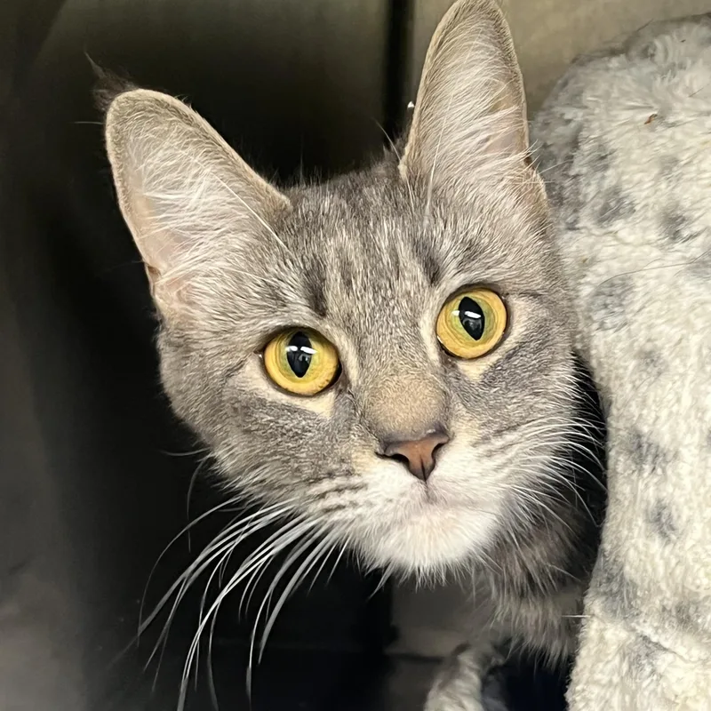 An adult medium-sized female Tabby (Gray / Blue / Silver) Domestic Short Hair cat named Willow for adoption in Mendham, NJ