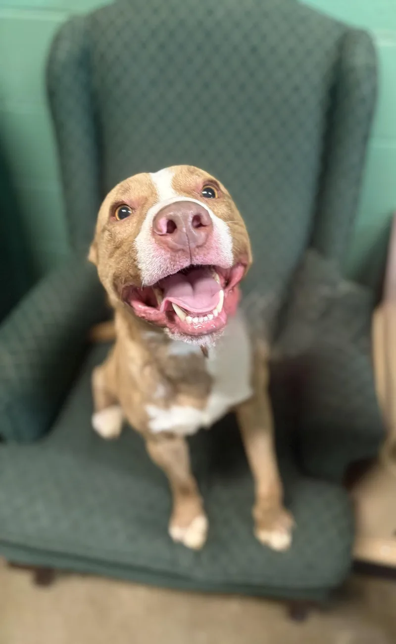 A young medium-sized male Brindle Pit Bull Terrier dog named Ralph for adoption in Seneca, PA