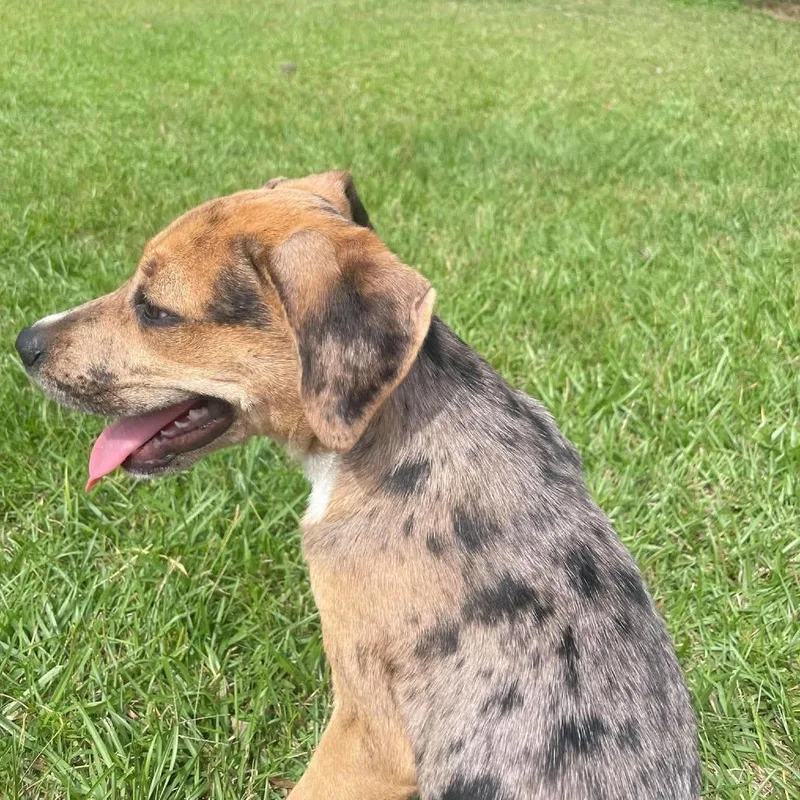 A baby small-sized male Yellow / Tan / Blond / Fawn Catahoula Leopard Dog dog named Tracker for adoption in Enterprise, AL
