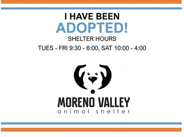 An adult small-sized female Pug dog named Trixy for adoption in Moreno Valley, CA