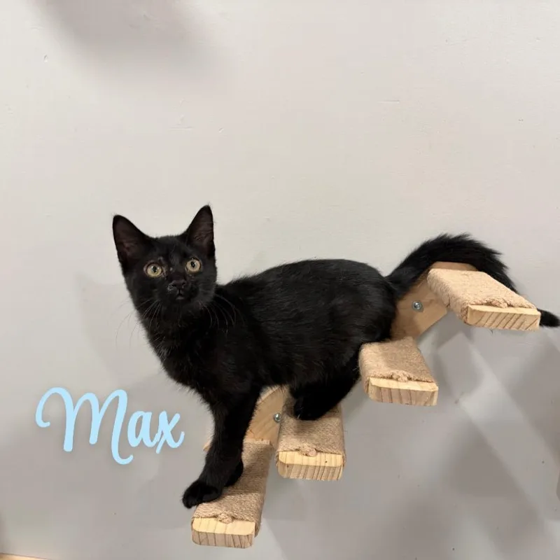 Max