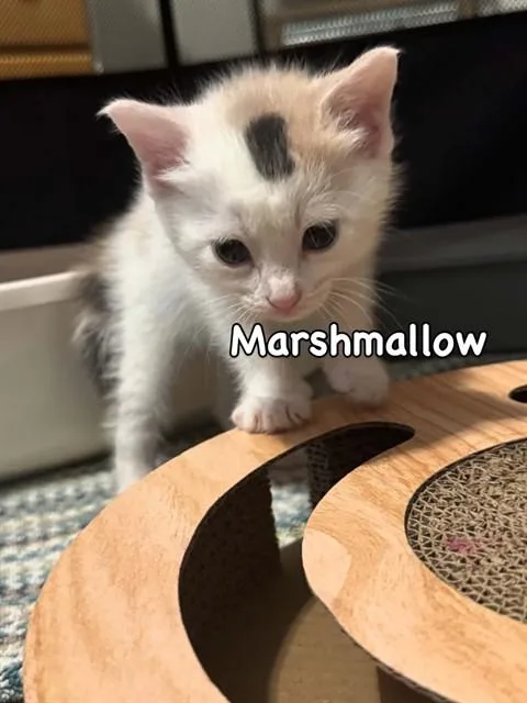 A baby small-sized female Domestic Short Hair cat named Marshmallow for adoption in Saint Peters, MO