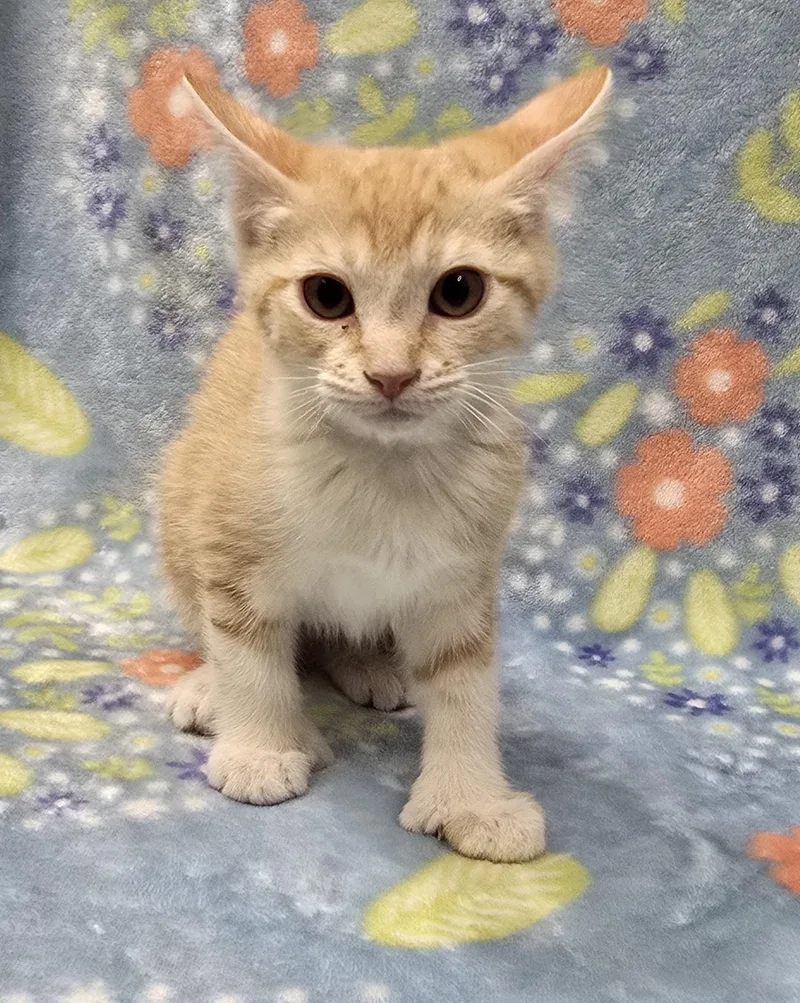A baby medium-sized female Orange & White Domestic Short Hair cat named Tabitha for adoption in Payson, AZ