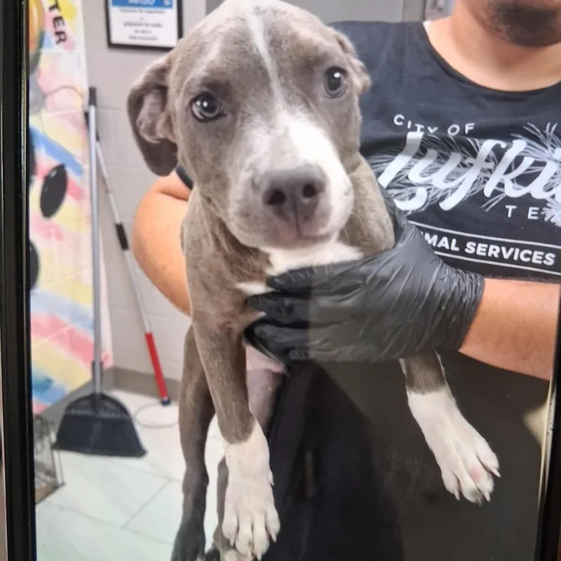 A baby medium-sized male Gray / Blue / Silver Labrador Retriever dog named Engine  Local October for adoption in Brookshire, TX