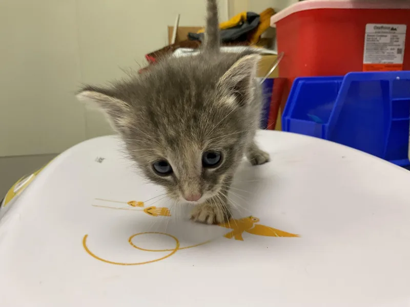 A baby small-sized female Domestic Short Hair cat named Glitter for adoption in Ontario, CA
