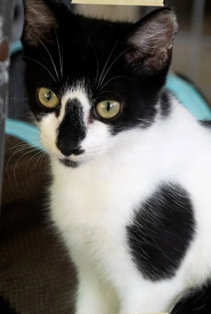 A young small-sized male Black & White / Tuxedo American Shorthair cat named Bizzy for adoption in New Bedford, MA
