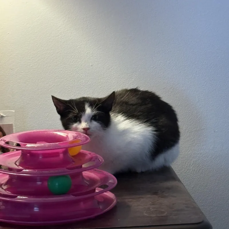 A young medium-sized female Domestic Short Hair cat named Jasmine for adoption in North Haven, CT