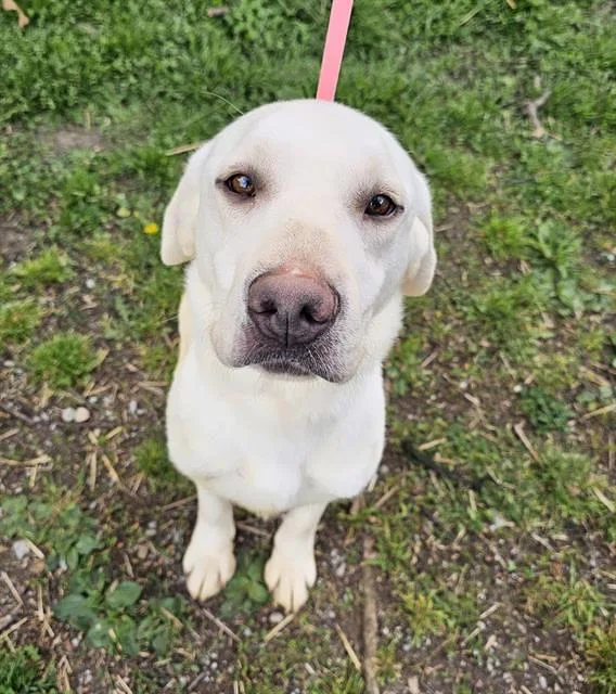 A young medium-sized male Yellow / Tan / Blond / Fawn Mixed Breed dog named Butter Pecan for adoption in Nashville, TN