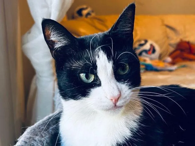 Chicklet thumbnail 2