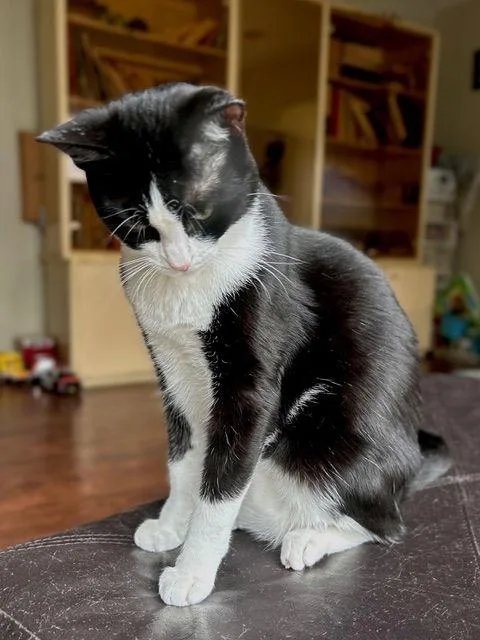 Chicklet thumbnail 3