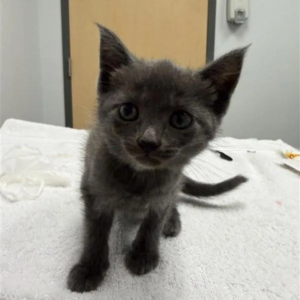 Nimbus