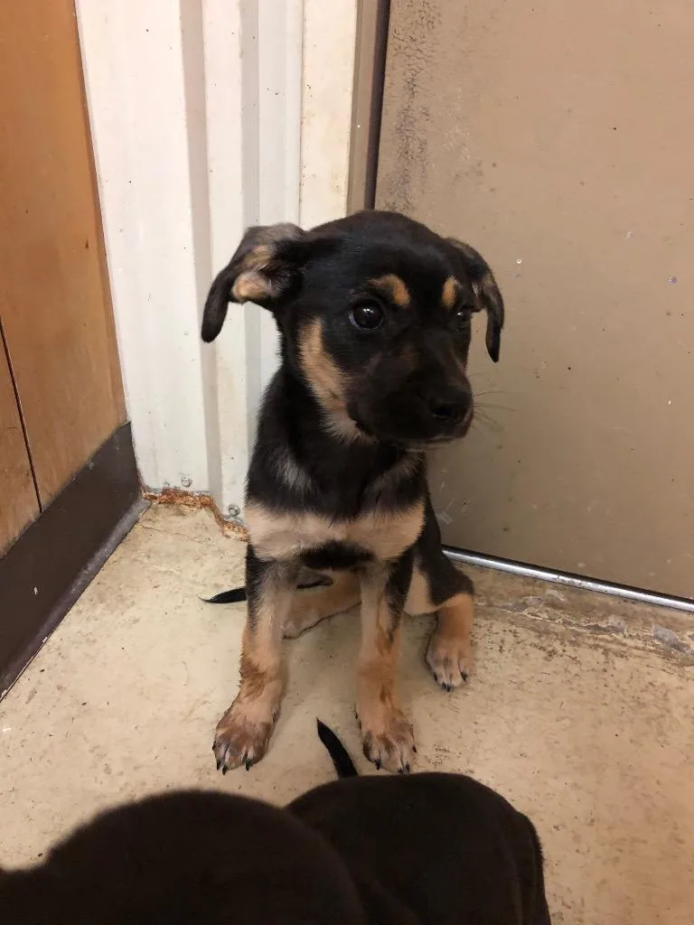 A baby medium-sized female Terrier dog named Riley for adoption in Benton, AR