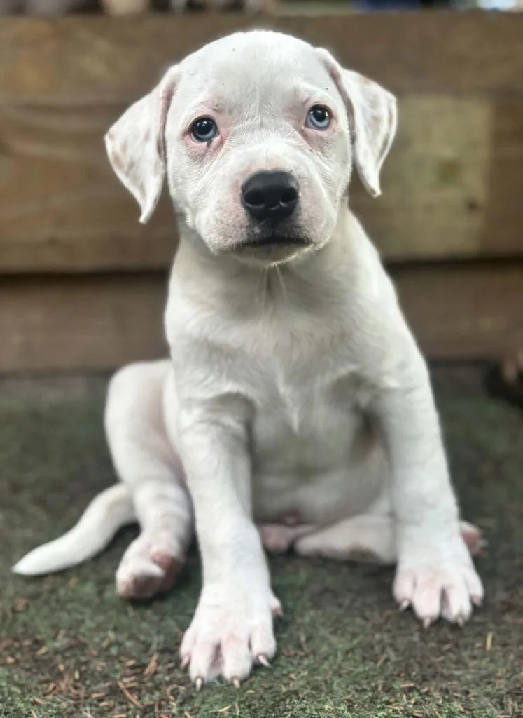 A baby medium-sized male Boxer dog named Pickle for adoption in Seven Points, TX