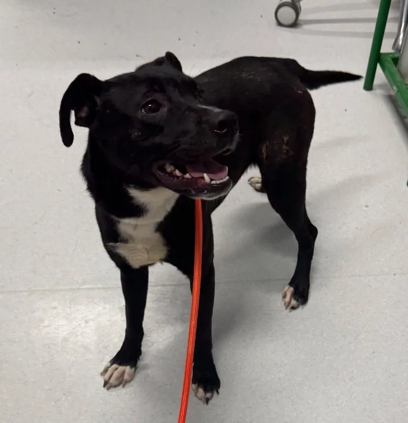 A young medium-sized female Terrier dog named Mary Kate for adoption in Aurora, IL