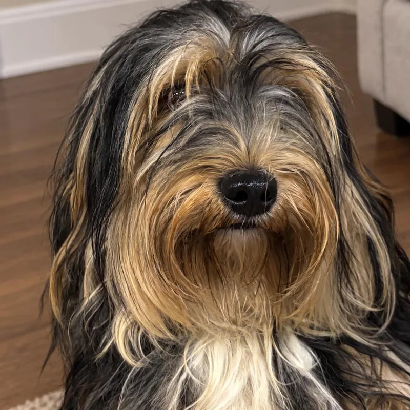 An adult medium-sized male Black Maltese dog named Mr. Meatball for adoption in Sonoma, CA