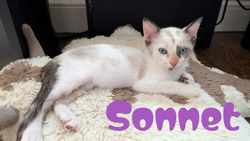 A baby small-sized female Domestic Short Hair cat named Sonnet for adoption in Orlando, FL