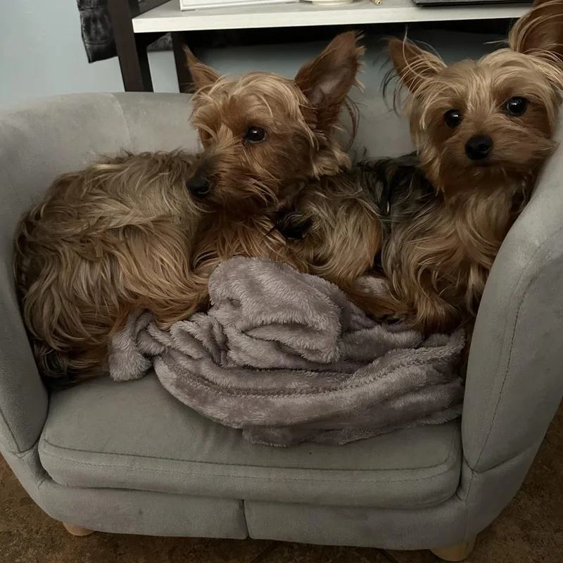 Biscuit