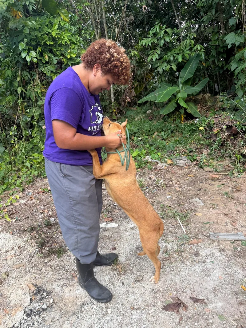 An adult medium-sized male Mixed Breed dog named Rudy for adoption in Bayamon, PR