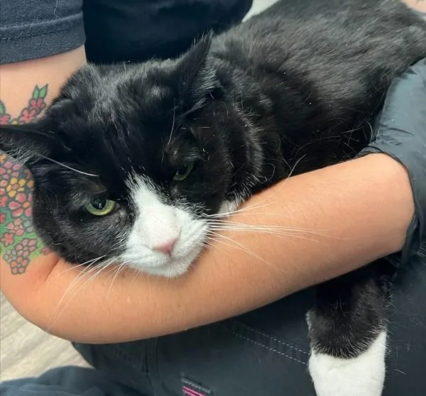 A senior large-sized female Domestic Short Hair cat named Peggy for adoption in San Diego, CA