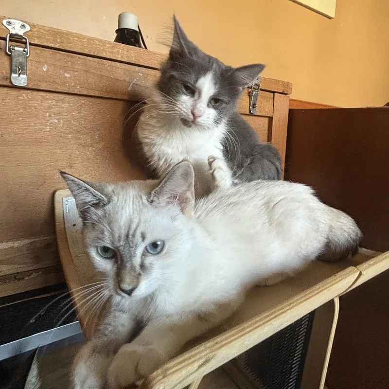 A baby small-sized female Buff / Tan / Fawn Siamese cat named Lily and Pearl for adoption in Melrose, MA