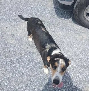 Dixie rehome