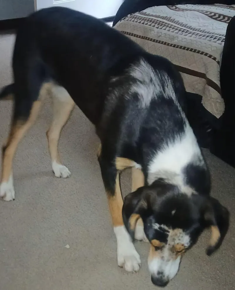 Dixie  rehome thumbnail 2