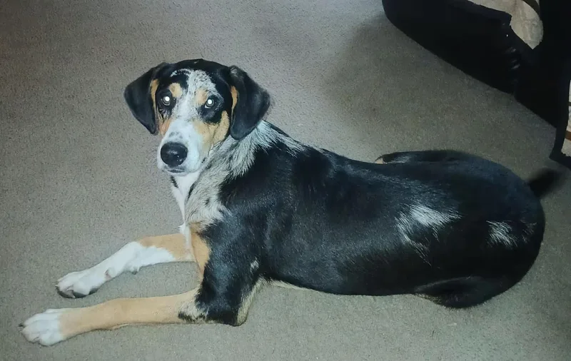 Dixie  rehome thumbnail 3