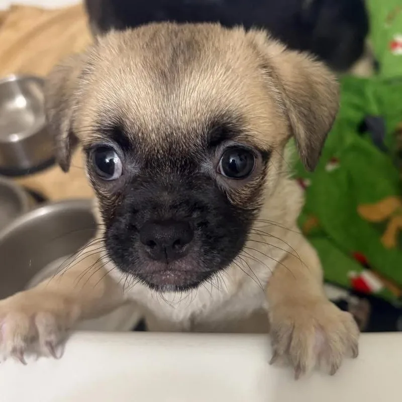 Obi thumbnail 2