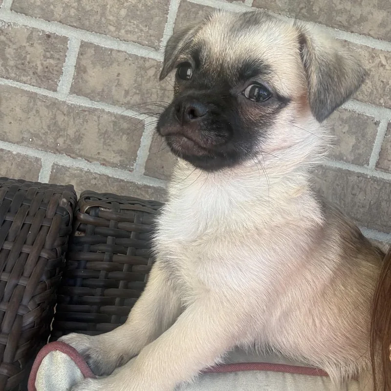 Obi thumbnail 3