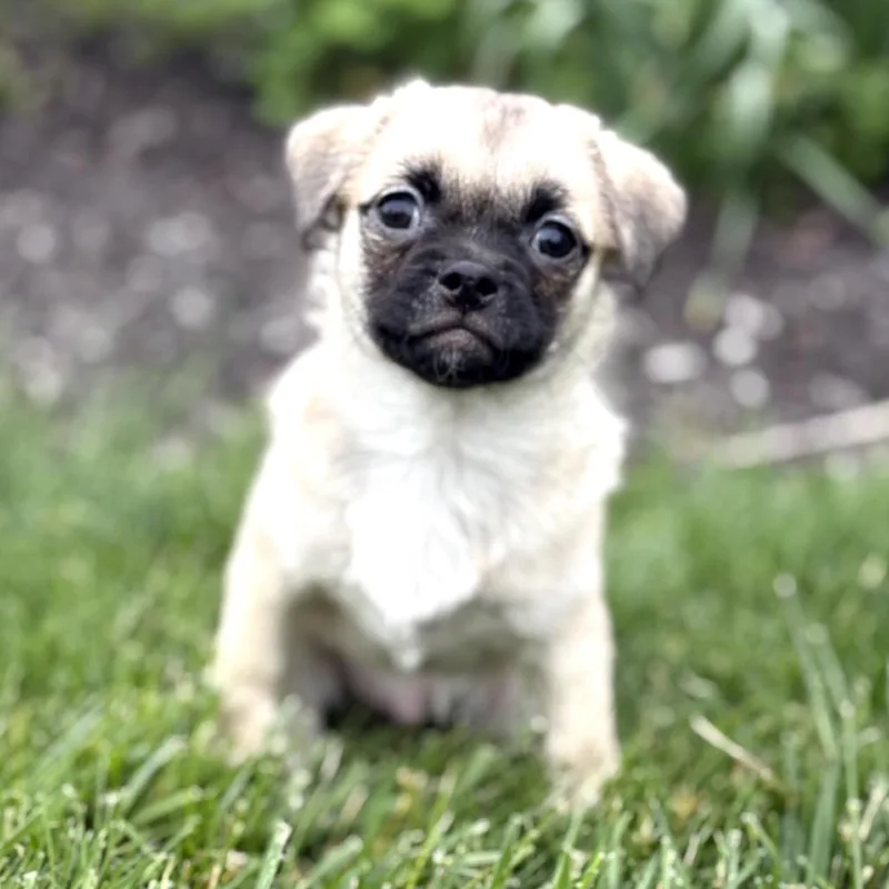 Obi thumbnail 4