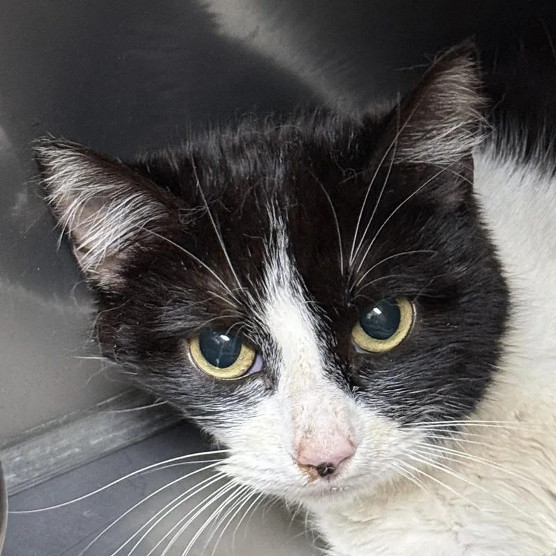 A young medium-sized female Domestic Short Hair cat named Rhonda for adoption in Brenham, TX