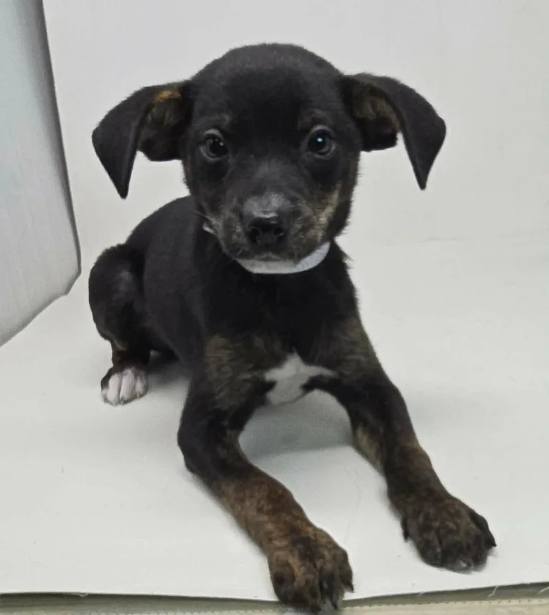 A baby small-sized male Chihuahua dog named Dodger for adoption in Brewster , NY