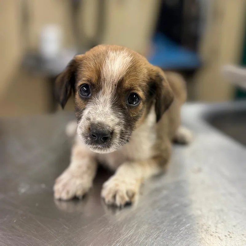 A baby small-sized male Brindle Mixed Breed dog named Prednisone for adoption in Pauls Valley, OK