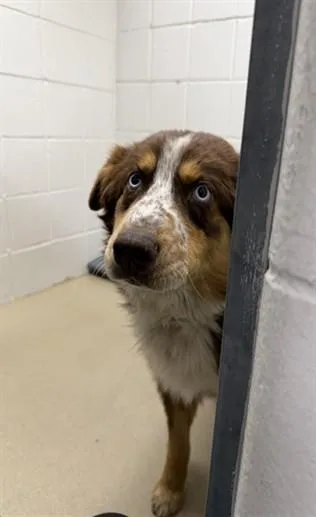 A young medium-sized male Australian Shepherd dog named Blue for adoption in Omaha, NE