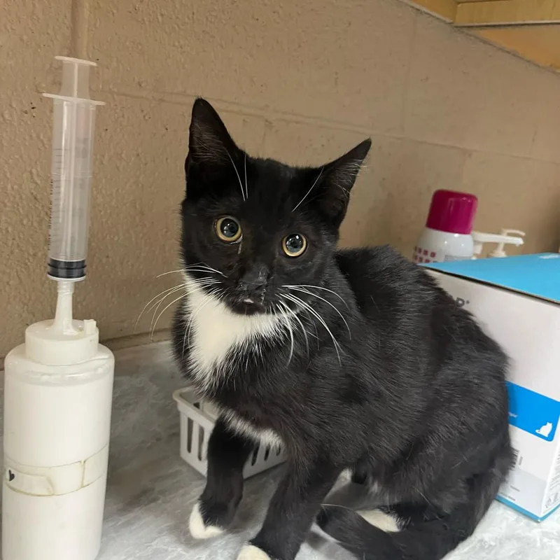 A baby small-sized female Black Domestic Short Hair cat named Spider for adoption in Lewisburg, WV