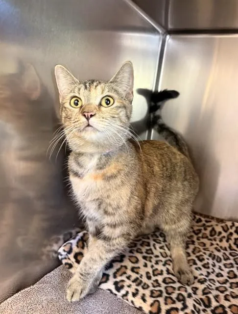 A young medium-sized female Domestic Short Hair cat named Ivy for adoption in Castaic, CA