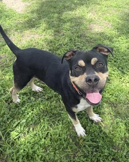 An adult medium-sized male Rottweiler dog named Hershey for adoption in Inverness, FL