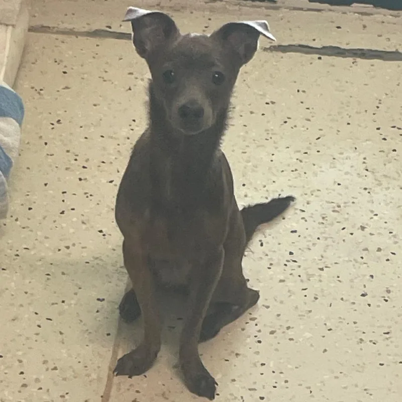 Onyx Aka Cookie thumbnail 2