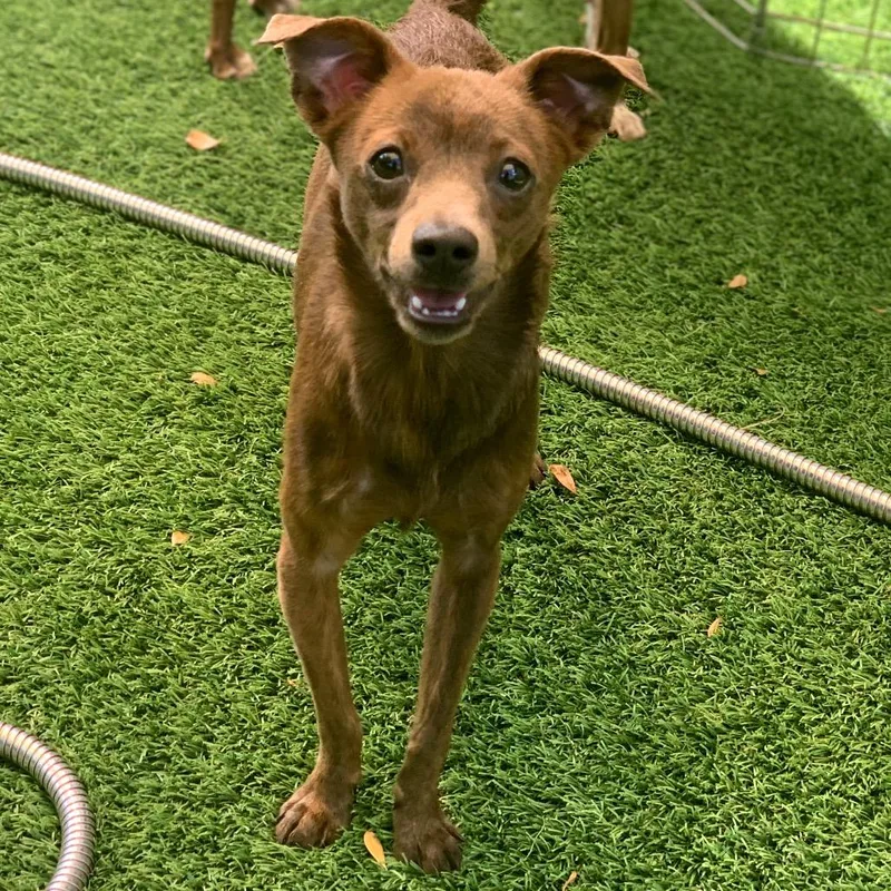 Onyx Aka Cookie thumbnail 3