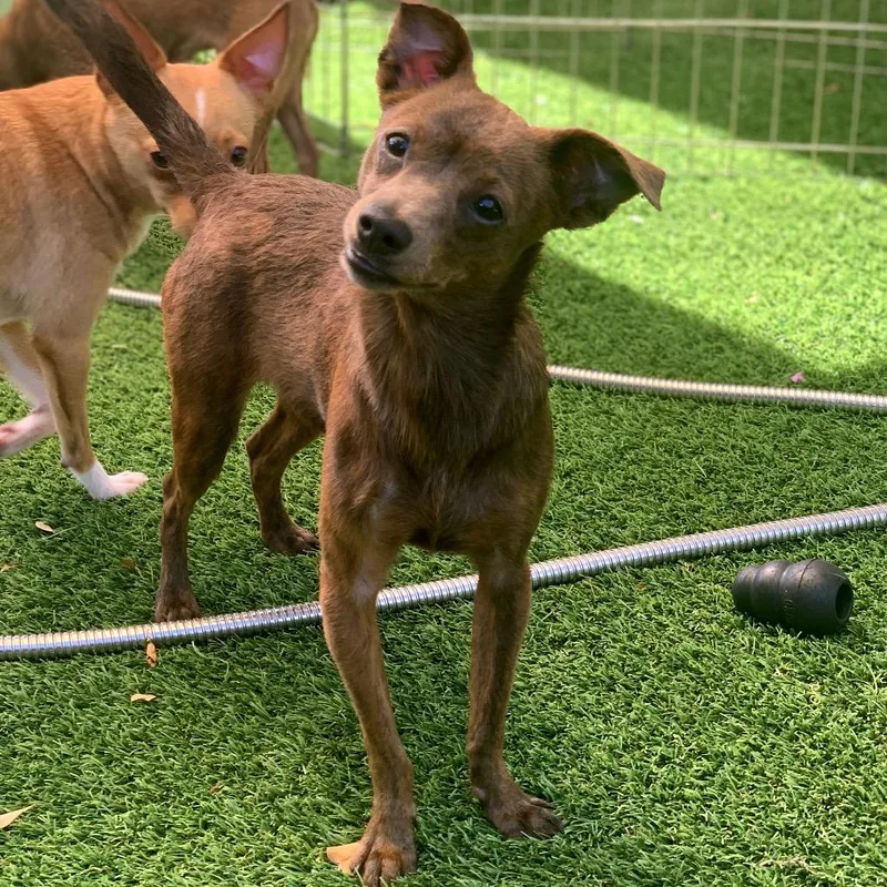 Onyx Aka Cookie thumbnail 4