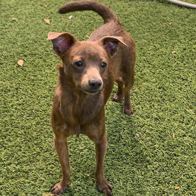 Onyx Aka Cookie thumbnail 5