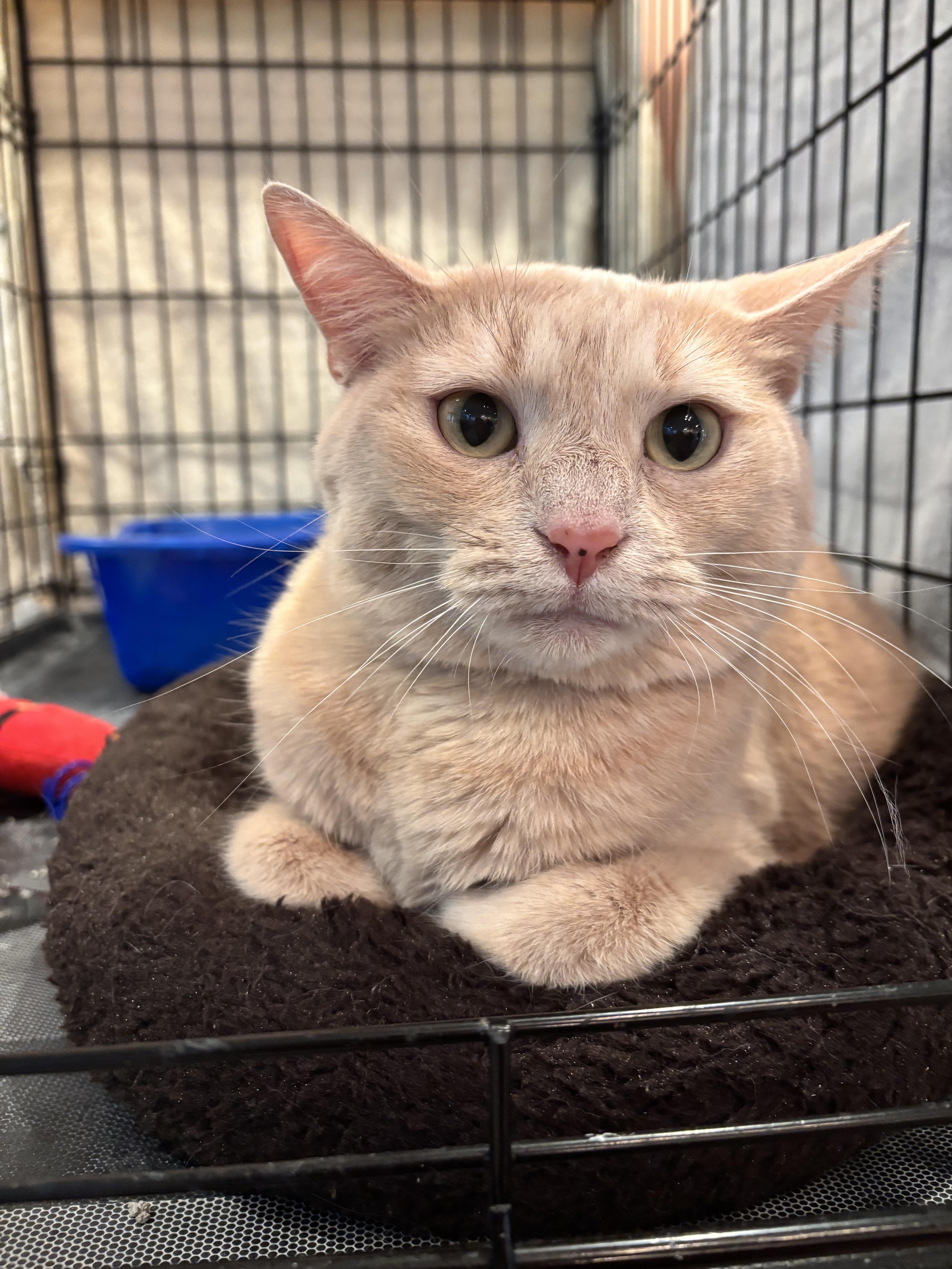A young large-sized male Buff / Tan / Fawn Domestic Short Hair cat named Oliver for adoption in Cincinnati, OH