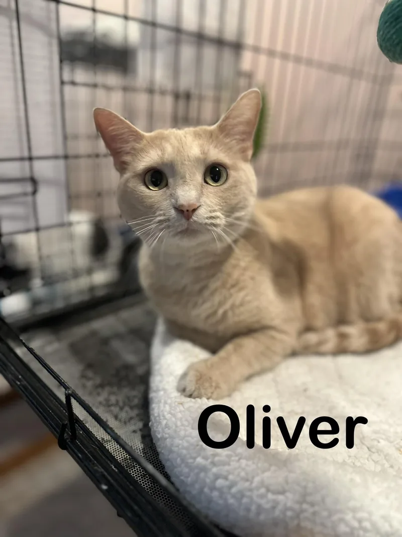 Oliver thumbnail 2