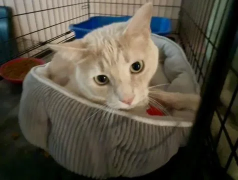 Oliver thumbnail 3