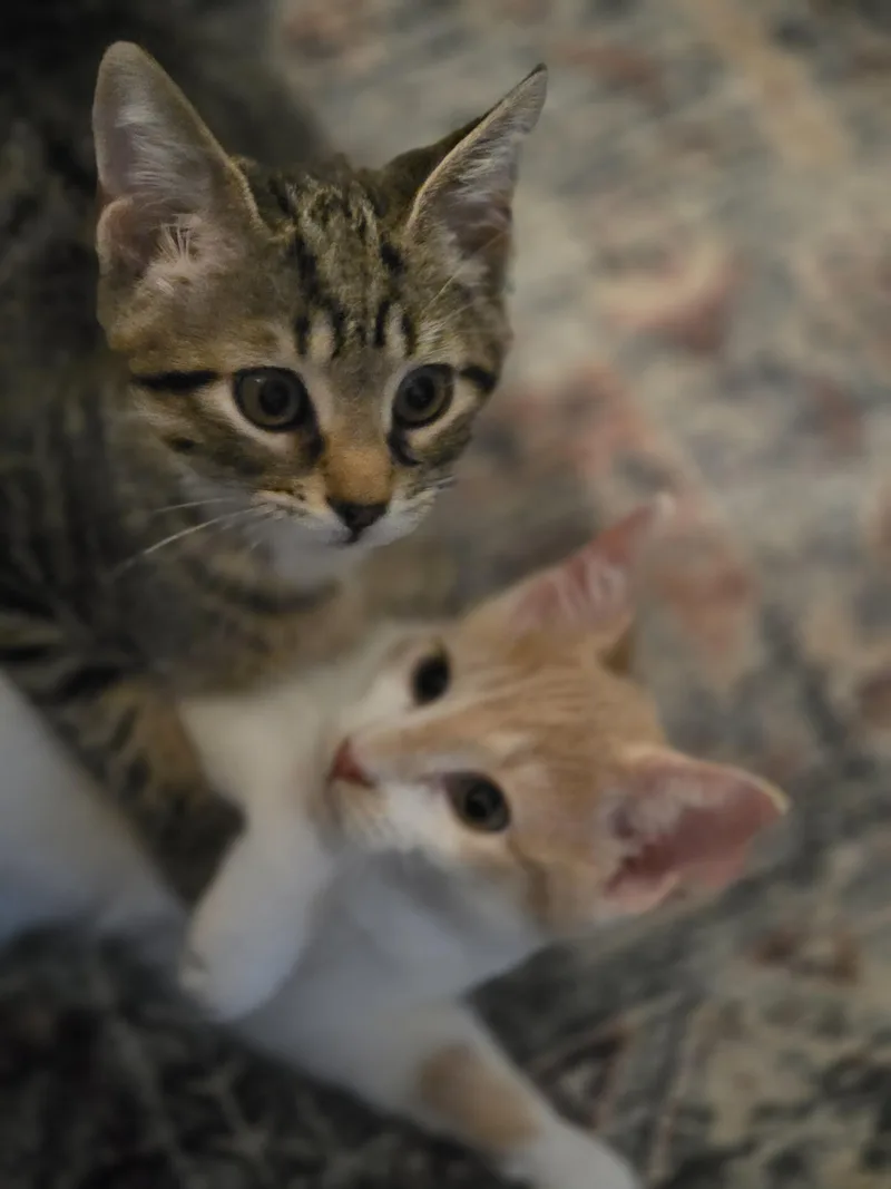 A baby medium-sized female Orange & White Domestic Short Hair cat named Our Muppet Connection Kermit for adoption in Berkeley Heights, NJ